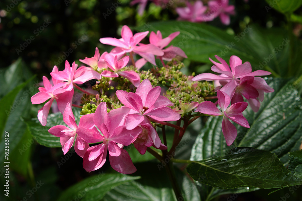 赤色の額紫陽花 赤色の額紫陽花