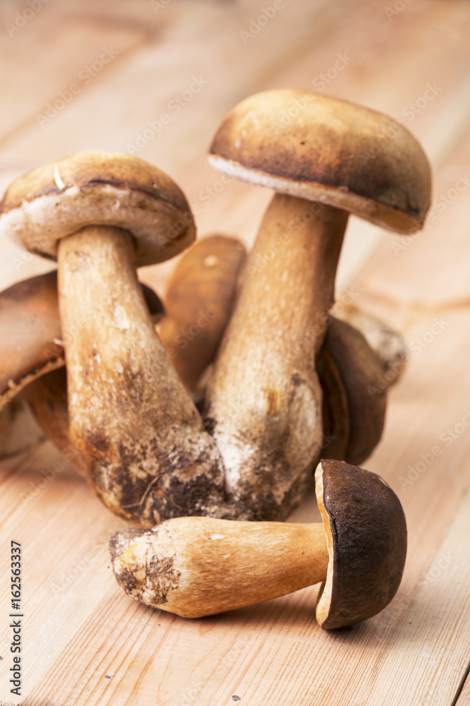 Mushrooms boletus Mushrooms boletus