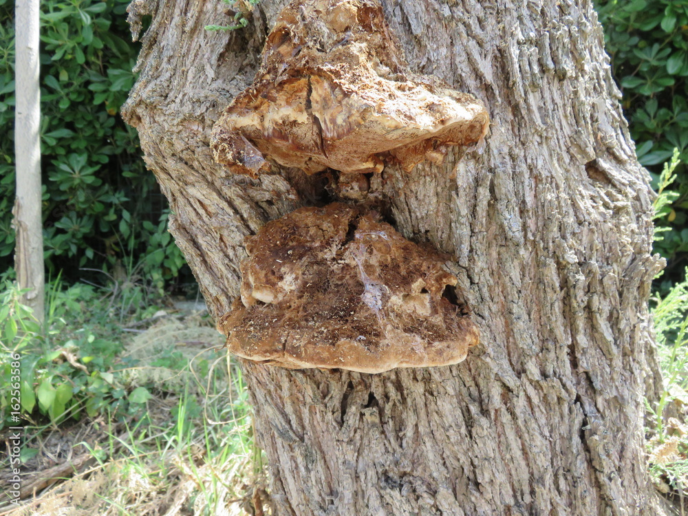 Fototapeta premium Termitaio