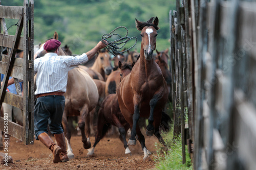 Cavalo Crioulo photo