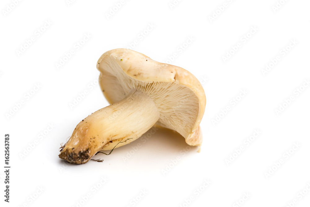 Fototapeta premium Tricholome de la Saint-Georges