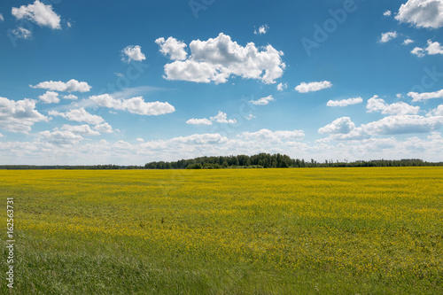 Blue sky with clouds over a field covered with yellow flowers