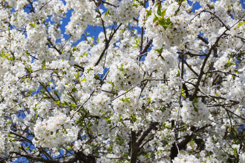 Branche de cerisier