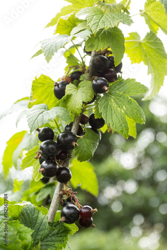 Black currants grow on the bush. Close-up. Organic and natural berries.