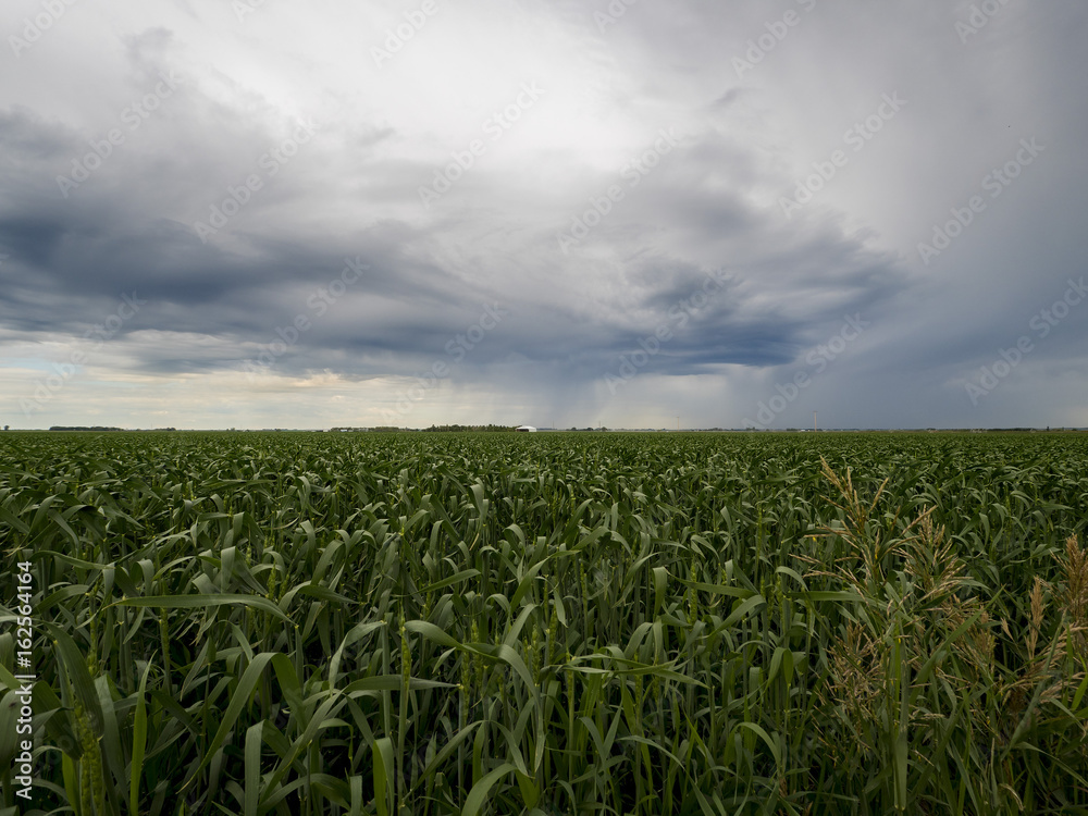 farm crops in a big green field:
