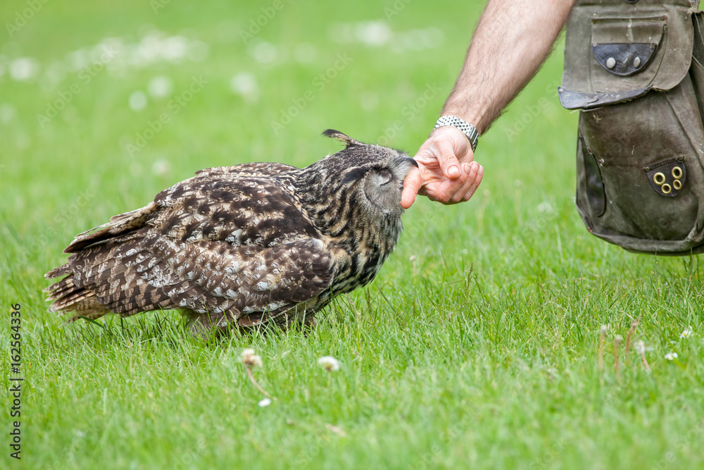 Obraz premium Eagle owl bird of prey aparently attacking human. Biting finger at display.