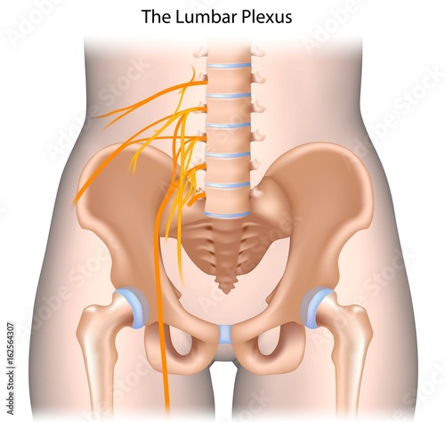 The lumbar plexus, unlabeled.  photo