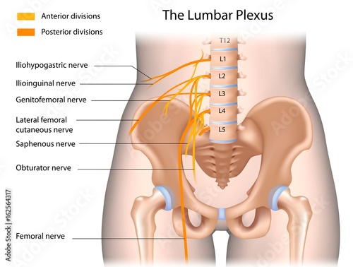 The lumbar plexus, labelled. 