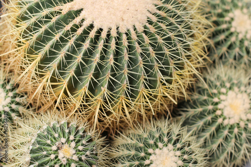 Cactuses closeup