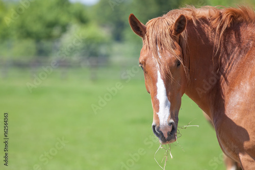 Fototapeta Naklejka Na Ścianę i Meble -  Beautiful chesnut horse in field. Rural countryside image with copy space.