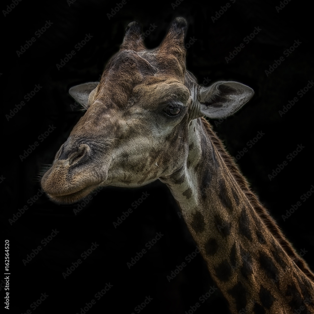 Giraffe isolated in Black