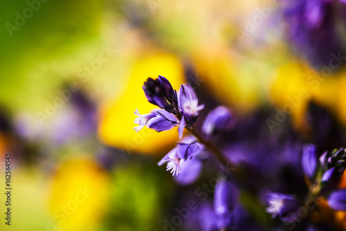 yellow and purple wild flowers  © kiboka