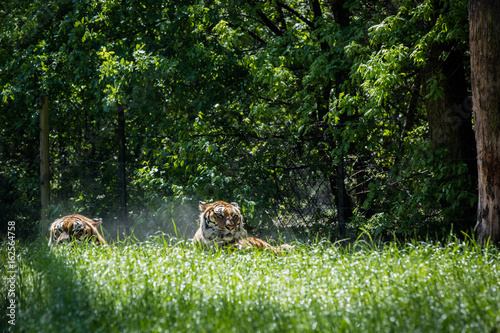 Fototapeta Naklejka Na Ścianę i Meble -  Tiger liegt im Gras und ruht sich aus
