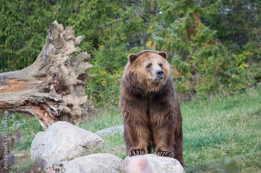 Grizzly bear looking out on a rock on a summer day
