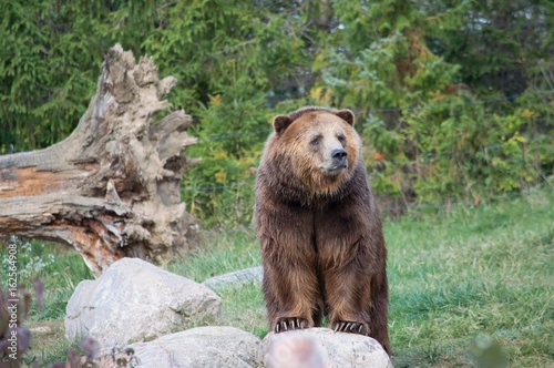 Grizzly bear looking out on a rock on a summer day