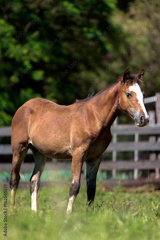 Fototapeta premium Cavalo Crioulo