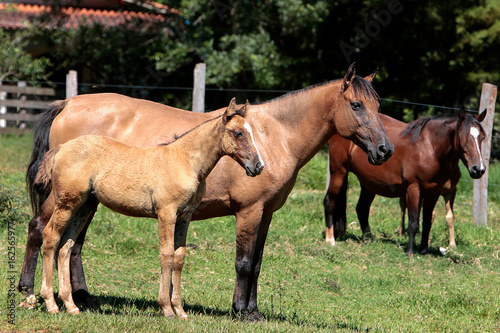 Cavalo Crioulo