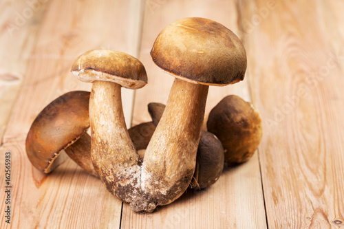 Mushrooms boletus