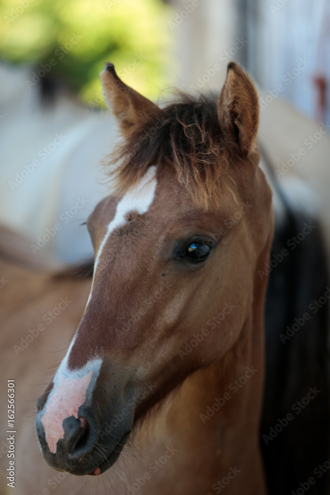 Fototapeta premium Cavalo Crioulo