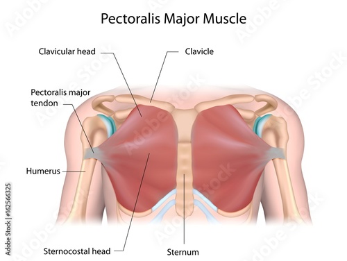 Pectoralis major muscle, labeled.  photo