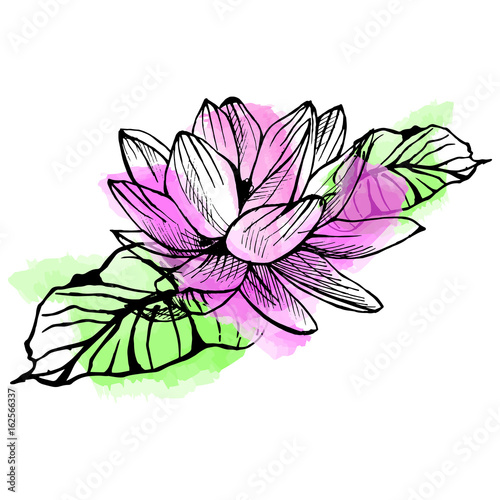 Hand drawn lotus on watercolor background in a sketch style. Floral collection.