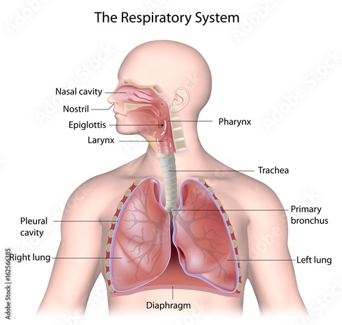 The respiratory system, labeled