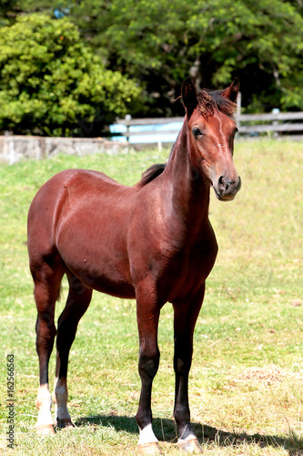 Cavalo Crioulo
