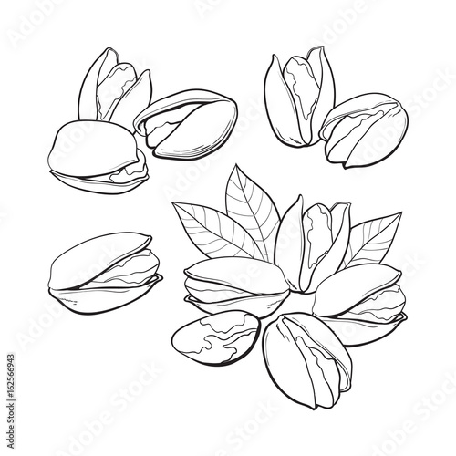 Set of black and white pistachio nuts, single and grouped, sketch style vector illustration isolated on white background.