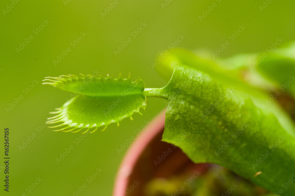 Exotic insect-eating predator flower Venus flytrap dionaea in a green background Exotic insect-eating predator flower Venus flytrap dionaea in a green background