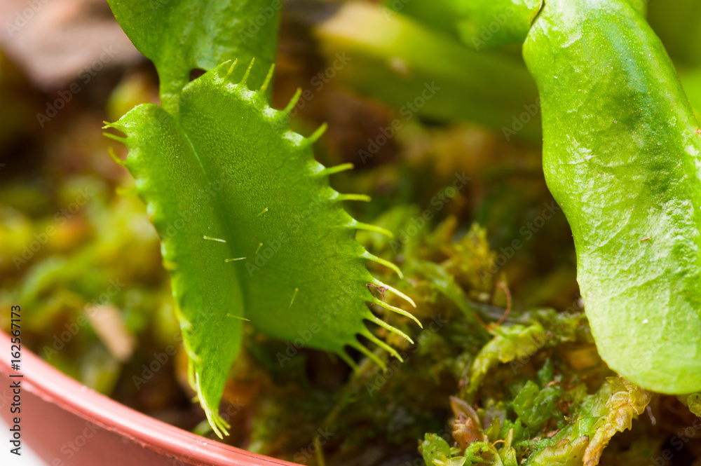 Naklejka premium Exotic insect-eating predator flower Venus flytrap dionaea