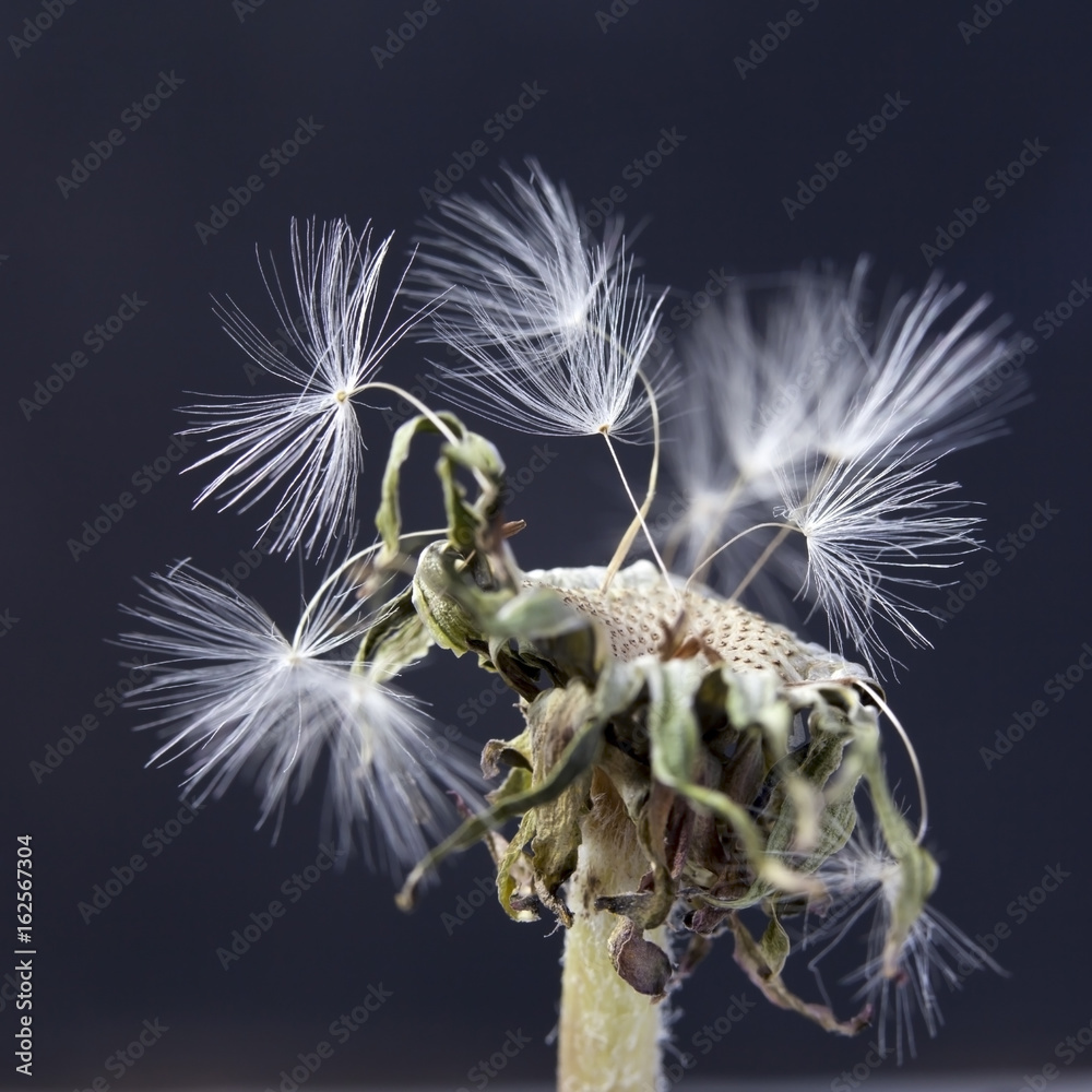 Fototapeta premium the dandelion with seeds ready for dispersal isolated on black background