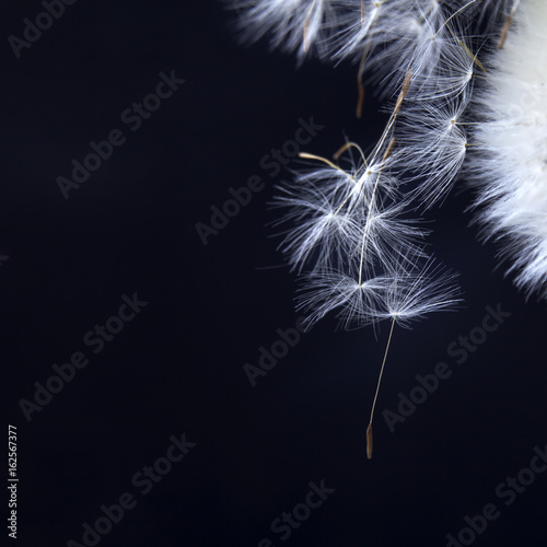 the dandelion with seeds ready for dispersal isolated on black background