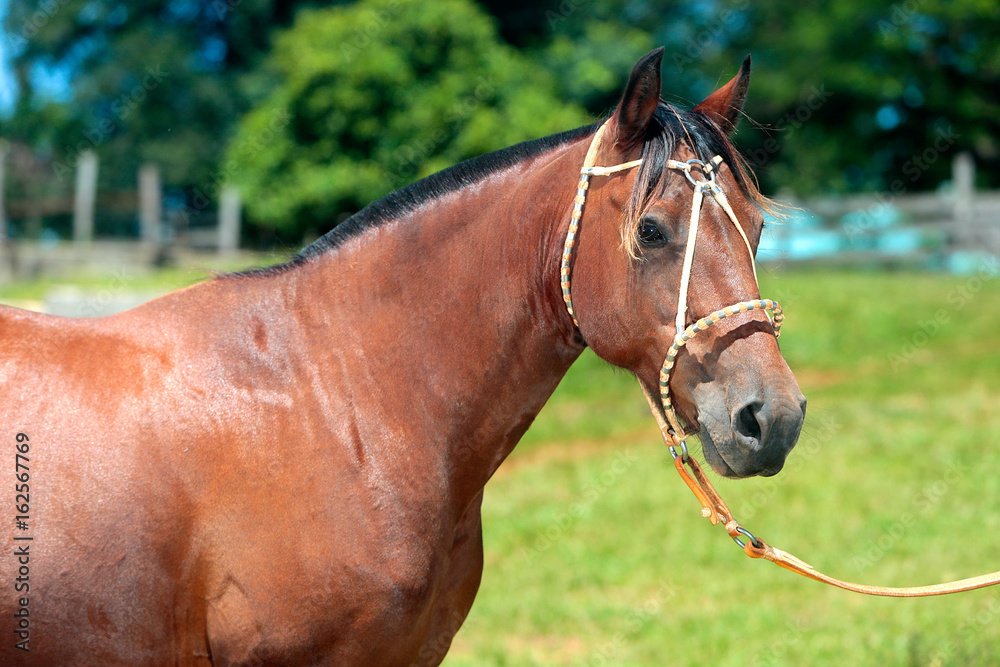 Cavalo Crioulo Cavalo Crioulo