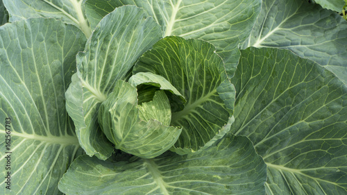 Young cabbage with large leaves on the farm field