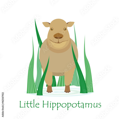 Cute Hippo Calf