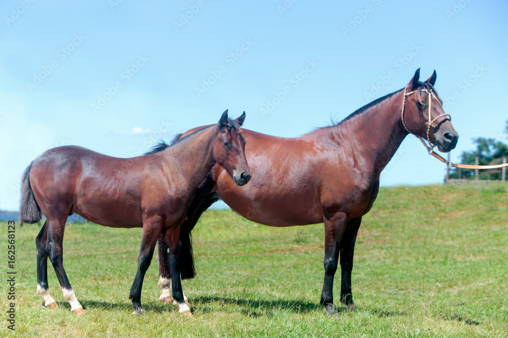 Cavalo Crioulo