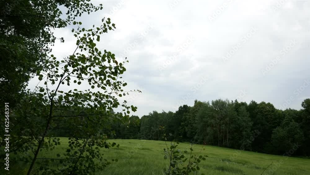 Foliage in the trees moves from the wind. Green grass on a clearing in the forest. Light rain Foliage in the trees moves from the wind. Green grass on a clearing in the forest. Light rain