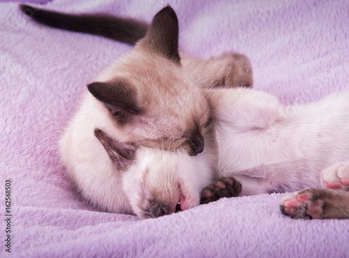 Two Siamese kitten roughhousing