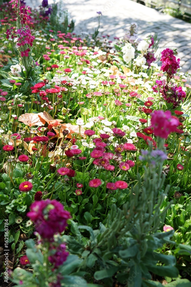 Buntes Blumenbeet mit verschieden-farbigem Blüten - Wildgarten