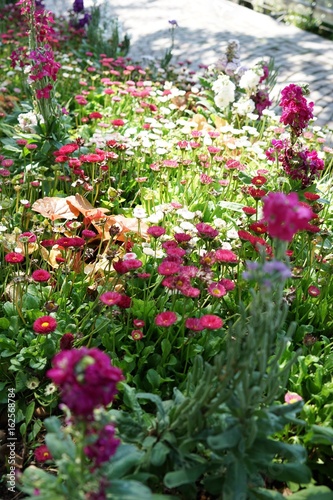 Fototapeta Naklejka Na Ścianę i Meble -  Buntes Blumenbeet mit verschieden-farbigem Blüten - Wildgarten