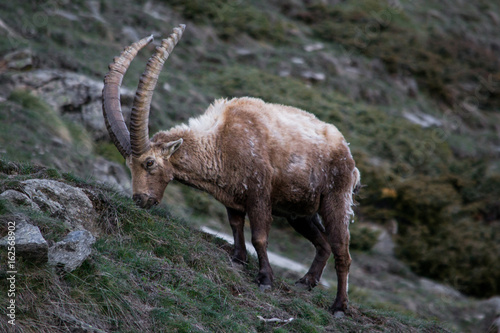 Alpine Ibex nel suo habitat naturale  la montagna
