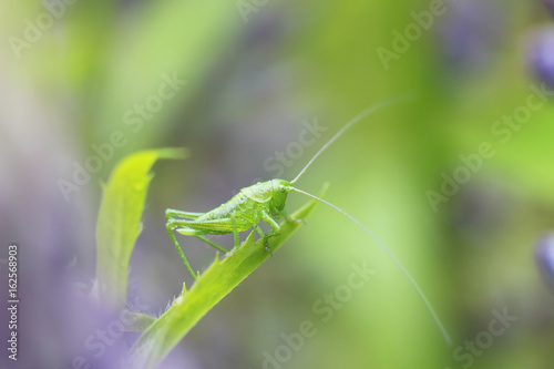 Green grasshopper on the jagged blade of grass with dew at it's chitin shell. Macro photography.