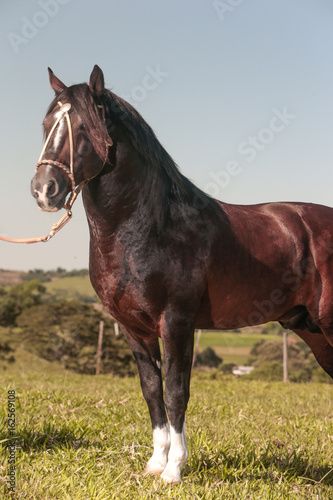 Cavalo Crioulo