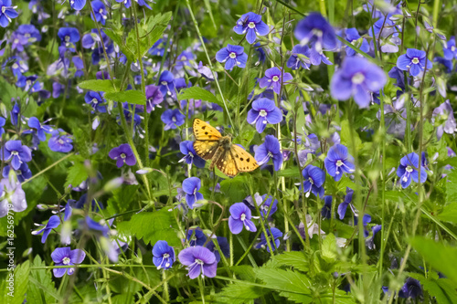 yellow butterfly on a blue flower