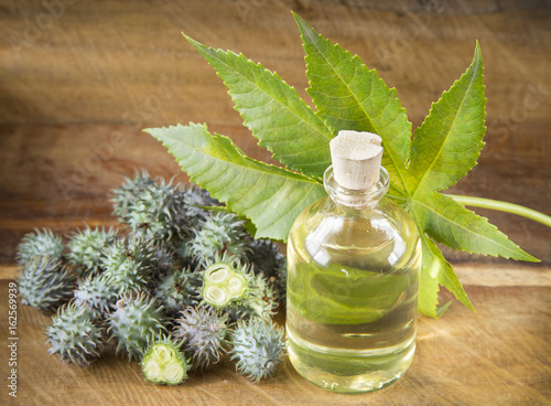 Fruits and castor oil  - Ricinus communis