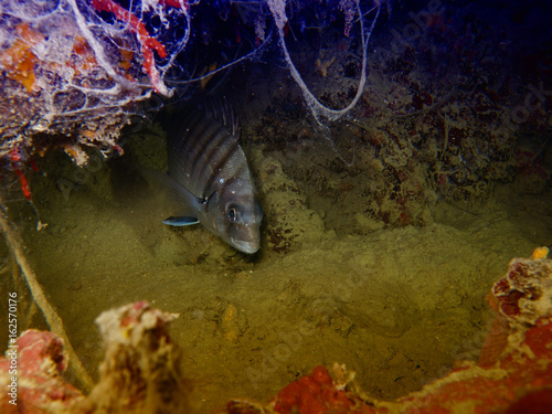 Obraz na płótnie Underwater life