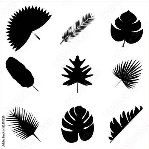 Palm leaves Vector illustration Exotic and tropical plants Set of different palm leaves silhouettes isolated on white background