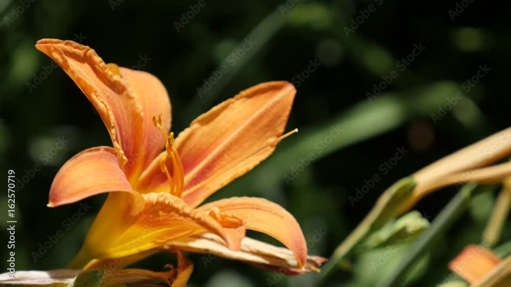 Exotic orange day-lily flower close-up 4K 2160p 30fps UltraHD footage - Hemerocallis fulva plant in the garden 3840X2160 UHD video Exotic orange day-lily flower close-up 4K 2160p 30fps UltraHD footage - Hemerocallis fulva plant in the garden 3840X2160 UHD video