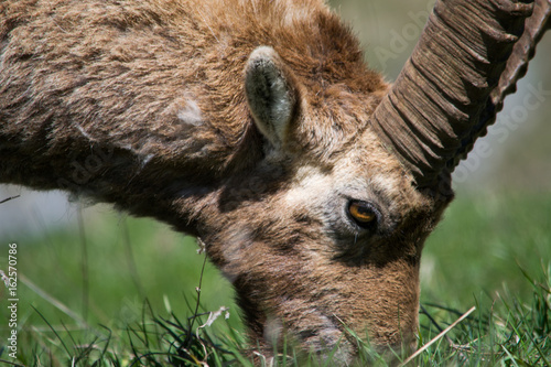 Alpine Ibex nel suo habitat naturale, la montagna photo