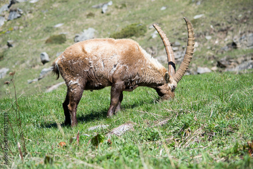 Alpine Ibex nel suo habitat naturale  la montagna